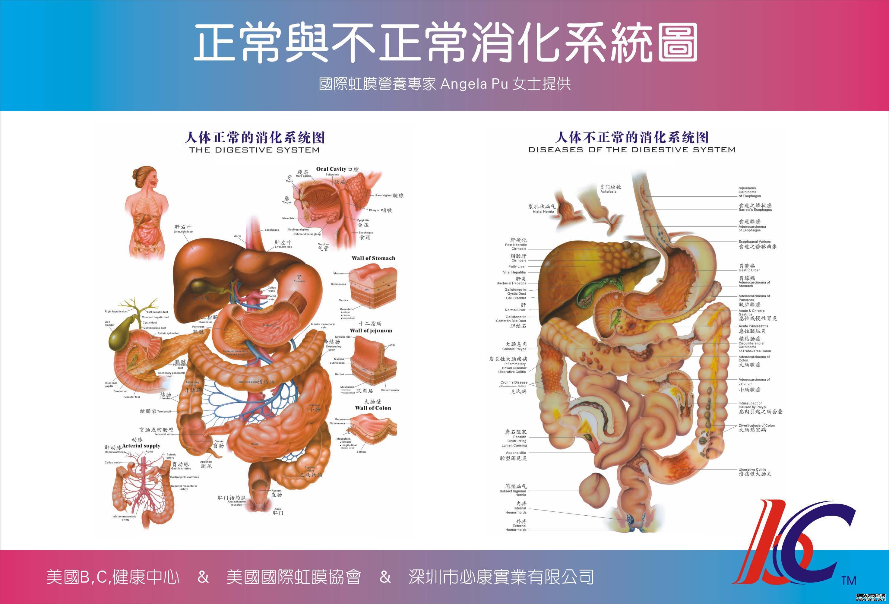 English / Health Service / Liver Detox
